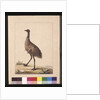 Page 7. New Holland Cassowary. Now known as an Emu, c.1789-90 by Sarah Stone