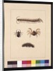 Page 11. Insects of New South Wales. Now known as Common centipede, Spider genus Isopeda, Soldier Crab, Caterpillar, c.1789-90 by Sarah Stone