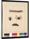 Page 11. Insects of New South Wales. Now known as Common centipede, Spider genus Isopeda, Soldier Crab, Caterpillar, c.1789-90 by Sarah Stone