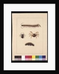 Page 11. Insects of New South Wales. Now known as Common centipede, Spider genus Isopeda, Soldier Crab, Caterpillar, c.1789-90 by Sarah Stone