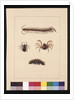 Page 11. Insects of New South Wales. Now known as Common centipede, Spider genus Isopeda, Soldier Crab, Caterpillar, c.1789-90 by Sarah Stone