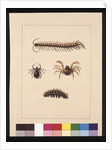 Page 11. Insects of New South Wales. Now known as Common centipede, Spider genus Isopeda, Soldier Crab, Caterpillar, c.1789-90 by Sarah Stone