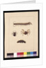 Page 11. Insects of New South Wales. Now known as Common centipede, Spider genus Isopeda, Soldier Crab, Caterpillar, c.1789-90 by Sarah Stone