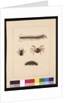 Page 11. Insects of New South Wales. Now known as Common centipede, Spider genus Isopeda, Soldier Crab, Caterpillar, c.1789-90 by Sarah Stone