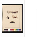 Page 11. Insects of New South Wales. Now known as Common centipede, Spider genus Isopeda, Soldier Crab, Caterpillar, c.1789-90 by Sarah Stone