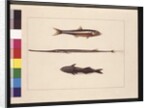 Page 13. Atherine, Tabacco, Pipe Fish, Remora Fish. Now known as Anchovy, Flute Mouth and Sucking fish, c.1789-90 by Sarah Stone