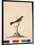 Page 14. Yellowed-eared Flycatcher. Now known as a Yellow-faced Honeyeater, c.1789-90 by Sarah Stone