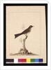 Page 14. Yellowed-eared Flycatcher. Now known as a Yellow-faced Honeyeater, c.1789-90 by Sarah Stone