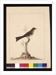 Page 14. Yellowed-eared Flycatcher. Now known as a Yellow-faced Honeyeater, c.1789-90 by Sarah Stone