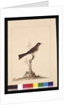 Page 14. Yellowed-eared Flycatcher. Now known as a Yellow-faced Honeyeater, c.1789-90 by Sarah Stone
