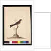 Page 14. Yellowed-eared Flycatcher. Now known as a Yellow-faced Honeyeater, c.1789-90 by Sarah Stone