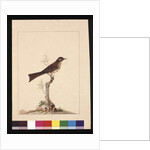 Page 14. Yellowed-eared Flycatcher. Now known as a Yellow-faced Honeyeater, c.1789-90 by Sarah Stone