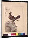 Page 15. Golden Winged Pidgeon. Now known as a Forest Bronzewing Pigeon, c.1789-90 by Sarah Stone
