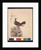 Page 15. Golden Winged Pidgeon. Now known as a Forest Bronzewing Pigeon, c.1789-90 by Sarah Stone