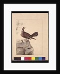 Page 15. Golden Winged Pidgeon. Now known as a Forest Bronzewing Pigeon, c.1789-90 by Sarah Stone