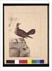 Page 15. Golden Winged Pidgeon. Now known as a Forest Bronzewing Pigeon, c.1789-90 by Sarah Stone