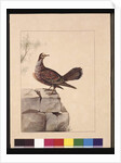 Page 15. Golden Winged Pidgeon. Now known as a Forest Bronzewing Pigeon, c.1789-90 by Sarah Stone