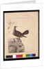 Page 15. Golden Winged Pidgeon. Now known as a Forest Bronzewing Pigeon, c.1789-90 by Sarah Stone
