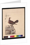 Page 15. Golden Winged Pidgeon. Now known as a Forest Bronzewing Pigeon, c.1789-90 by Sarah Stone