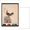 Page 15. Golden Winged Pidgeon. Now known as a Forest Bronzewing Pigeon, c.1789-90 by Sarah Stone