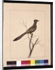 Page 17. Wattled Bee Eater. Now known as a Red Wattle, bird, c.1789-90 by Sarah Stone