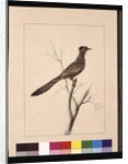 Page 17. Wattled Bee Eater. Now known as a Red Wattle, bird, c.1789-90 by Sarah Stone