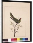 Page 18. Small Paraquet. Now known as a Little Lorikeet, c.1789-90 by Sarah Stone