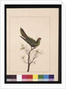 Page 18. Small Paraquet. Now known as a Little Lorikeet, c.1789-90 by Sarah Stone
