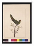 Page 18. Small Paraquet. Now known as a Little Lorikeet, c.1789-90 by Sarah Stone