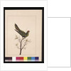 Page 18. Small Paraquet. Now known as a Little Lorikeet, c.1789-90 by Sarah Stone