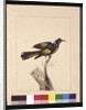 Page 19. New Holland Creeper. Now known as a New Holland honeyeater, c.1789-90 by Sarah Stone