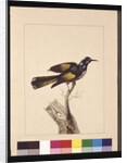 Page 19. New Holland Creeper. Now known as a New Holland honeyeater, c.1789-90 by Sarah Stone