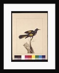 Page 19. New Holland Creeper. Now known as a New Holland honeyeater, c.1789-90 by Sarah Stone