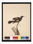 Page 19. New Holland Creeper. Now known as a New Holland honeyeater, c.1789-90 by Sarah Stone