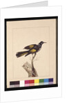 Page 19. New Holland Creeper. Now known as a New Holland honeyeater, c.1789-90 by Sarah Stone