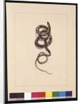 Page 20. Snake No.1. Now known as a Brown Snake, c.1789-90 by Sarah Stone