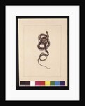 Page 20. Snake No.1. Now known as a Brown Snake, c.1789-90 by Sarah Stone