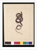 Page 20. Snake No.1. Now known as a Brown Snake, c.1789-90 by Sarah Stone