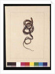 Page 20. Snake No.1. Now known as a Brown Snake, c.1789-90 by Sarah Stone