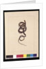 Page 20. Snake No.1. Now known as a Brown Snake, c.1789-90 by Sarah Stone