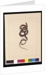 Page 20. Snake No.1. Now known as a Brown Snake, c.1789-90 by Sarah Stone