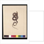 Page 20. Snake No.1. Now known as a Brown Snake, c.1789-90 by Sarah Stone