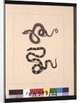 Page 21. Snakes No. 1 & No.2. Now known as a Young diamond snake & a Bandy bandy, c.1789-90 by Sarah Stone