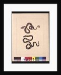 Page 21. Snakes No. 1 & No.2. Now known as a Young diamond snake & a Bandy bandy, c.1789-90 by Sarah Stone