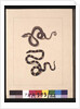 Page 21. Snakes No. 1 & No.2. Now known as a Young diamond snake & a Bandy bandy, c.1789-90 by Sarah Stone