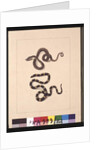 Page 21. Snakes No. 1 & No.2. Now known as a Young diamond snake & a Bandy bandy, c.1789-90 by Sarah Stone