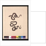 Page 21. Snakes No. 1 & No.2. Now known as a Young diamond snake & a Bandy bandy, c.1789-90 by Sarah Stone