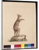 Page 22. A Kangaroo. Now known as a Kangaroo. Possibly by Charles Catton Junr, c.1789-90 by Sarah Stone