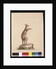 Page 22. A Kangaroo. Now known as a Kangaroo. Possibly by Charles Catton Junr, c.1789-90 by Sarah Stone