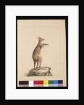 Page 22. A Kangaroo. Now known as a Kangaroo. Possibly by Charles Catton Junr, c.1789-90 by Sarah Stone